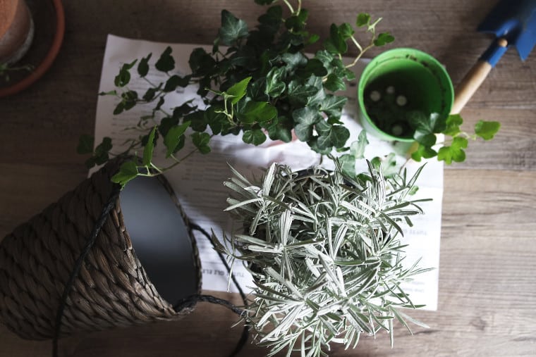 rituel de l'arbre planté