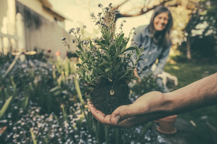 Rituel arbre planté